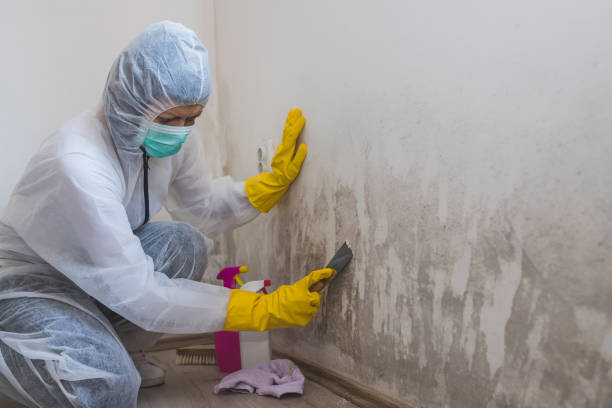 Best Commercial Mold Removal  in Winston Salem, NC