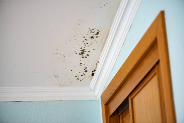 Best Local Mold Removal Service  in Winston Salem, NC