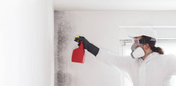 Best Toxic Mold Removal  in Winston Salem, NC