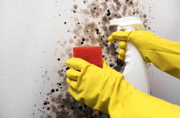 Mold Removal and Inspection in Winston Salem, NC