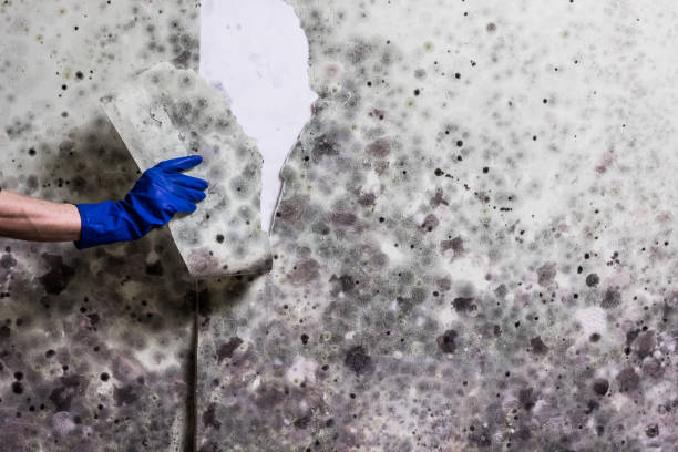 Best Black Mold Removal  in Winston Salem, NC