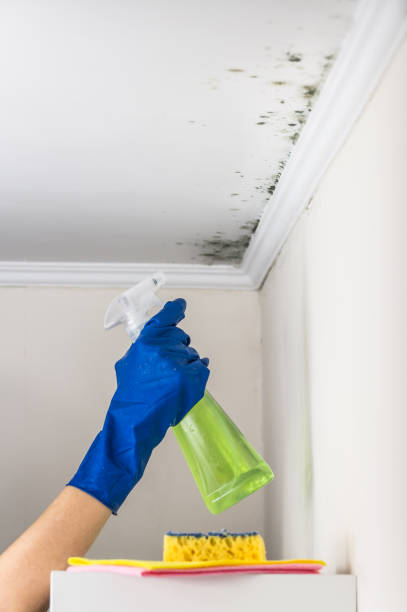 Office Mold Removal Services in Winston Salem, NC