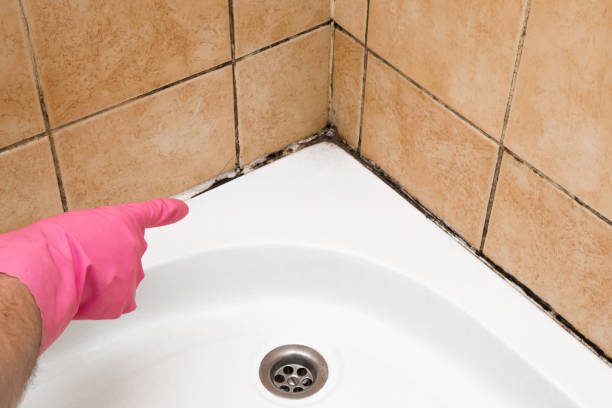 Reliable Winston Salem, NC Mold Removal Solutions